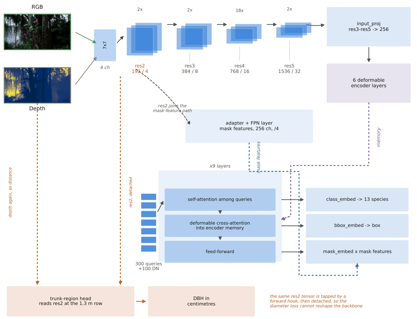 Architecture diagram. RGB and depth form a four-channel input to a FocalNet-L backbone feeding a MaskDINO decoder that outputs species, box and mask. A separate trunk-region head reads the res2 feature at the 1.3 m row and outputs diameter at breast height in centimetres.